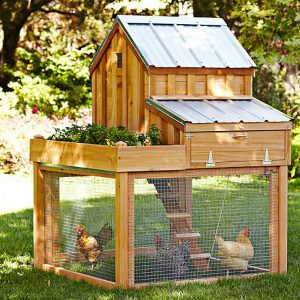 chicken-coop-house